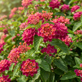 2 Pink Rose Lantana Live Plants, Outdoor Garden Plant, 4-7 Inch Tall