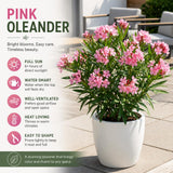 Set 2 Pink Oleander Plants Live, Oleander Plant, 4-6 Inc Tall