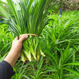 2 Pandan Leaves Live Plants, Well-Rooted Herb Plant, 4-8 Inch Tall