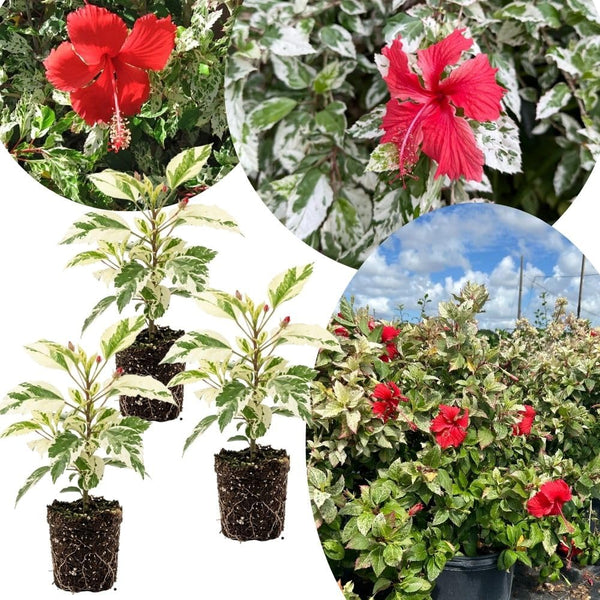 Set 3 Variegated Hibiscus Live Plants, White Red Hibiscus Plant, 4–6" Tall