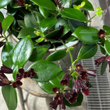 2 Aeschynanthus Lipstick Live Plants, Trailing Houseplant, 2 Inch Pot