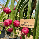 3 Baby Dragon Fruit Plants Live, Sweet Dragon Fruit Plant, 3-7 Inch Tall