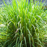 Set 5 Lemongrass Live Plants, 4-7" Tall