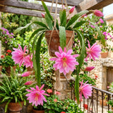 2 Pink Epiphyllum Orchid Cactus Live Plants, Well-Rooted Orchid Cactus