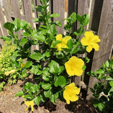 Set of 3 Hardy Hibiscus Live Plants, Yellow Hibiscus Plant, 4–6" Tall