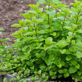 2 Orange Mint Live Plants, Fragrant Culinary Herb, 4-5 Inch Tall