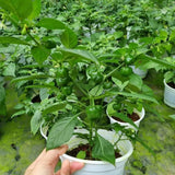 Super Hot Habanero Pepper Plant Live, 4-6 Inch Tall, 4 Inch Pot