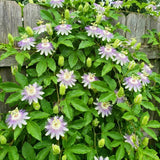2 Purple Live Passion Flower Plants, Home Garden Plant, 4-7 Inch Tall