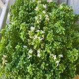 Set of 3 Greek Basil Live Herb Plants, 3–6 Inches Tall