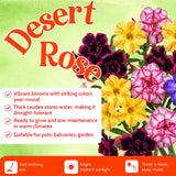 Assorted Desert Rose Live Plant, Adenium Obesum Flowers, 4-6 Inch Tall