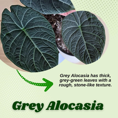 2 Grey Alocasia Live Plants, Alocasia Indoor Housplant, 4-6 Inch Tall