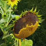 2 Yellow Sunflower Live Plants, Outdoor Garden Flower Plant, 3-5 Inch Tall