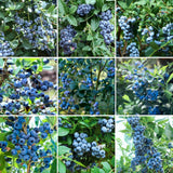 2 Jewel Blueberry Plants Live, Sweet Berry Shrub, 4-6 Inch Tall