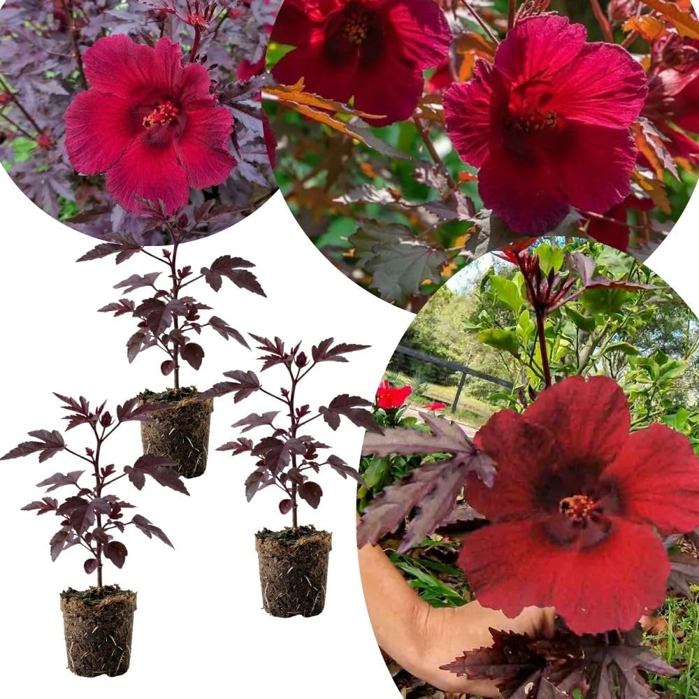 Pack 3 Cranberry Hibiscus Plant Live,4-6" Tall