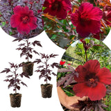 Pack 3 Cranberry Hibiscus Plant Live,4-6" Tall