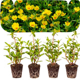 4 Yellow Portulaca Plants Live, Moss Rose Flower, Live Starter Plant, 4-7 Inch Tall