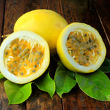 Yellow Passion Fruit Live Plant, Trellis Fruit Vine, 4-6 Inch Tall