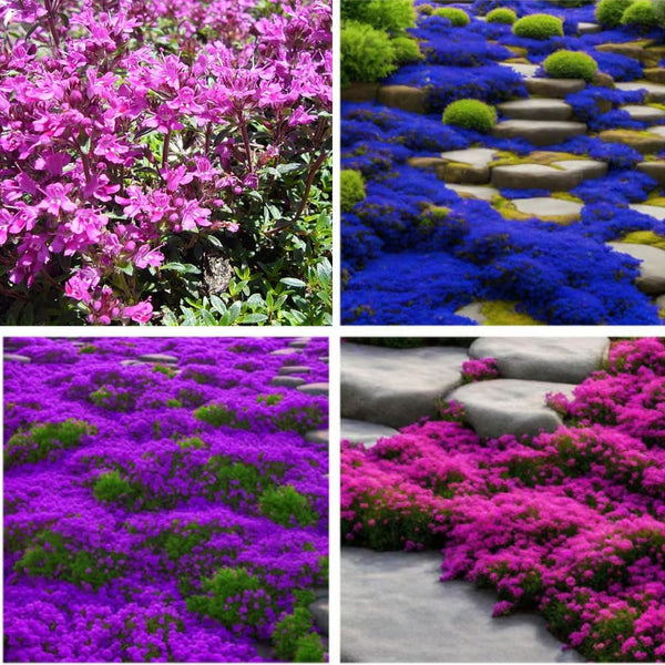 7000 Live Mix Creeping Thyme Seeds, Seeds for Home Garden