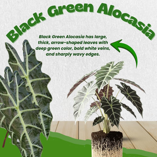 2 Black Green Alocasia Plants Live, Alocasia Houseplant, 2 Ft Tall