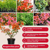 Set 2 Sundown Orange Bougainvillea Live Plant 5-7 Inch Tall