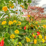 2 Yellow Lantana Plants Live, Hardy Flowering Perennial, 4-6" Tall