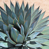 Blue Agave Succulent Live Plant, Yard Landscape Plant, 4 Inch Pot