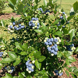 2 Springhigh Blueberry Bush Live Plant, Starter Fruit Plant, 4-6 Inch Tall