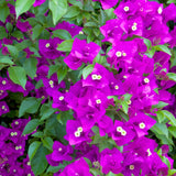 Purple Bougainvillea Plant Live, Patio Flower Vine, 4-6 Inch Tall, 4" Pot