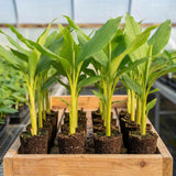 2 Turmeric Live Plant, Curcuma Turmeric Rhizomes, 4-6 Inch Tall