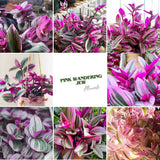 Pink Live Wandering Jew Plant, 3-6 Inch Tall, 3 Inch Pot