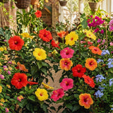2 Random Hibiscus Live Plants, Blooming Garden Shrub, 4-6 Inch Tall