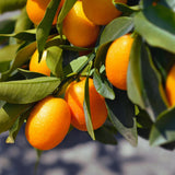 Orange Kumquat Tree, Live Starter Plant, 1 Gallon Pot