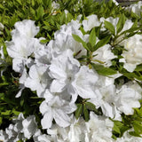 White Azalea Flower Plant, 5-10 Inches Height