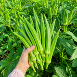 2 Green Okra Plants Live, Vegetable Start Plant for Home Garden, 4 Inc Pot