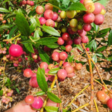 2 Pink Lemon Blueberry Plant Live, Blueberry Bushes Plant, 4-7 Inch Tall