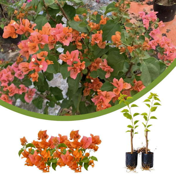 2 Orange Bougainvillea Live Plants, Patio Container Plant, 5-7 Inch Tall