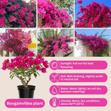 Set 2 Light Pink Bougainvillea Live Plant 5-7 Inch Tall