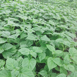 Red Jamaican Yellow Pepper Plants Live, 4-7 Inch Tall, 4 Inch Pot