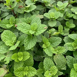 3 Mojito Mint Plants Live, Well-Rooted Herb Plant, 3-5 Inch Tall