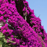 2 Purple Bougainvillea Live Plants, Fence Trellis Vine, 4-7 Inch Tall