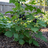 2 Arapaho Black Berry Plants, Blackberries Bush, 4-6 Inch Tall