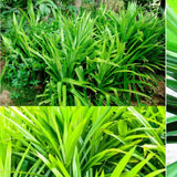 Pandan Herb Live Plant, Well-Rooted Herb Plant, 4-8 Inch Tall