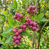 Set 2 Pink Lemonade Bluberry Plants, 4-6 Inc Tall, Blueberry Bush
