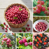 2 Pink Lemon Blueberry Plant Live, Blueberry Bushes Plant, 4-7 Inch Tall