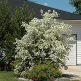 Mock Orange Tree Shrub Plant, 6-10" Potted, Fragrant