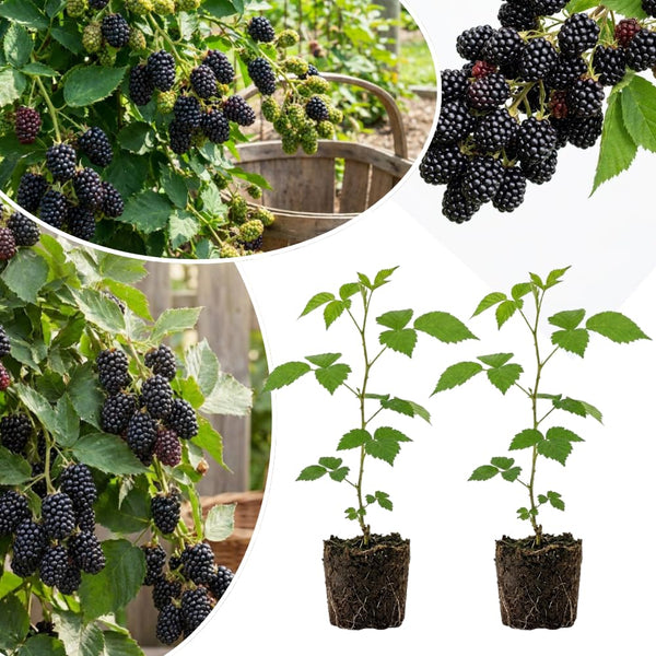 2 Cold Hardy Black Berry Live Plants, Outdoor Garden Plant, 4-6 Inch Tall