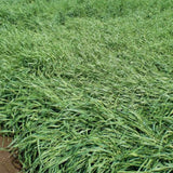2 Lb Rye Seeds to Plant, High Yield Garden Seeds