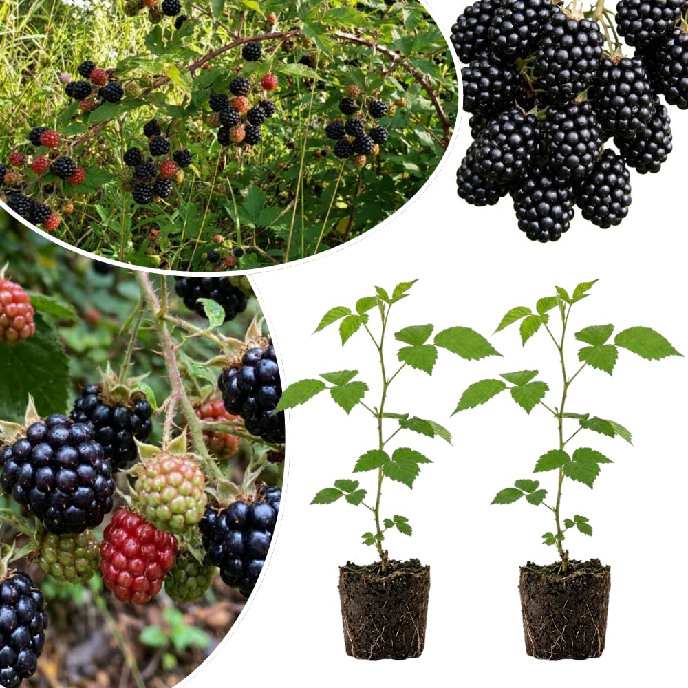 2 Osage Black Berry Live Plants, Fruit Berry Plant, 4-6 Inch Tall