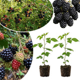 2 Osage Black Berry Live Plants, Fruit Berry Plant, 4-6 Inch Tall