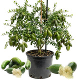 White Finger Lime Live Tree, 1-2 Ft Tall, 3 Gallon Pot